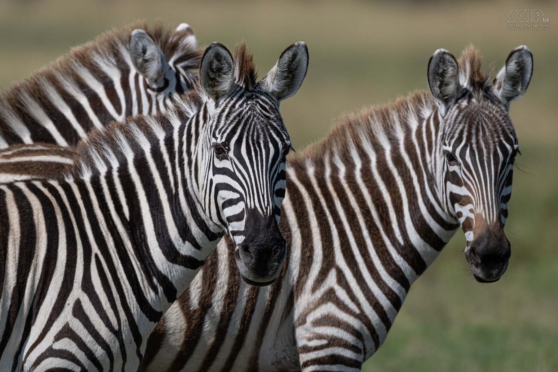 Ol Pejeta - Steppezebra's  Stefan Cruysberghs